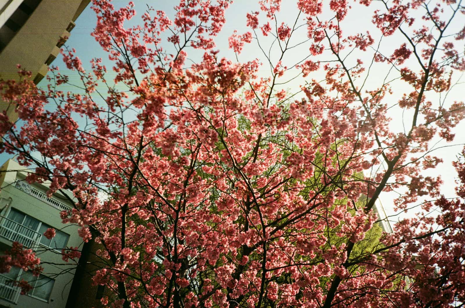 A film photo of a cherry blossom tree in bloom.